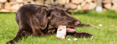 Qué es la dieta BARF para perros y cómo empezar a dársela