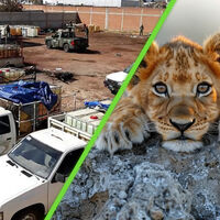 Descubren red de huachicoleo en México tan grande que mantenía su propio zoológico con ponis y animales exóticos