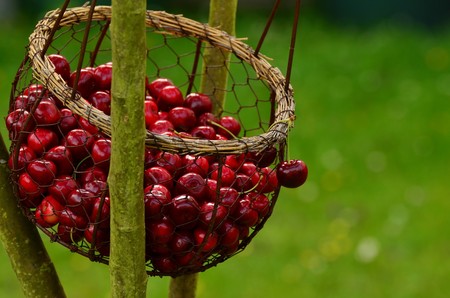 El Valle de Jerte se viste de rojo para recibir la Cerecera 2017
