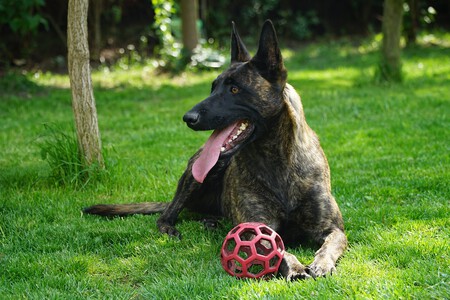 Supervision Activa Perros 2