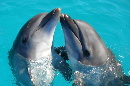 Delfines Cautiverio