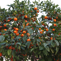 Un paseo por "la cuna de la naranja" en Carcaixent, Valencia 