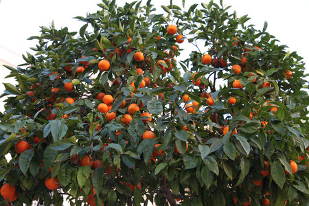 Un paseo por "la cuna de la naranja" en Carcaixent, Valencia 