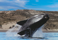 Se transmite por internet la llegada de ballenas a Península Valdés