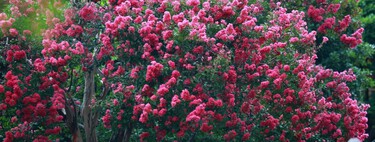 Los jardineros recomiendan este árbol: florece 90 días cada año, aporta mucho color al jardín y pide poco mantenimiento 