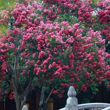 Los jardineros recomiendan este árbol: florece 90 días cada año, aporta mucho color al jardín y pide poco mantenimiento 