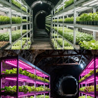 Da poluição ao cultivo verde: cientistas chineses propõem transformar minas de carvão abandonadas em fazendas subterrâneas gigantes 
