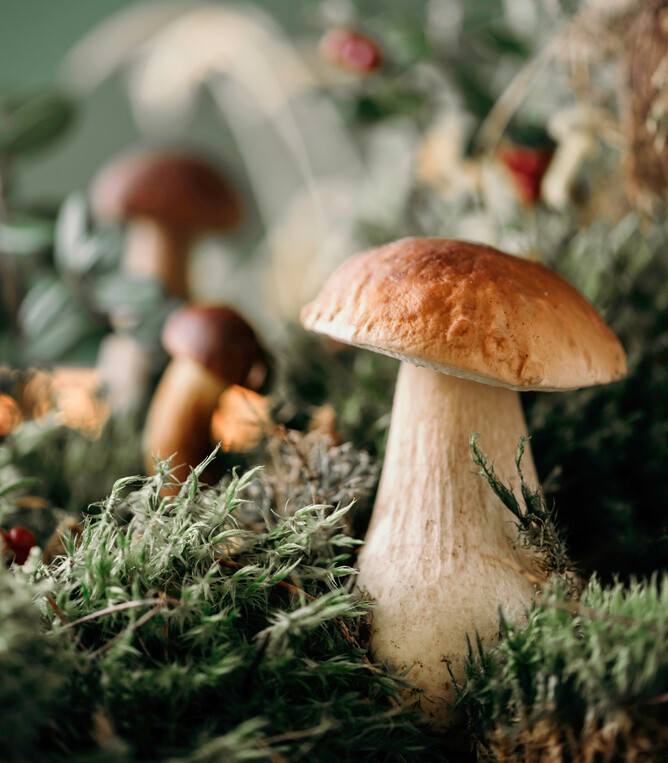 Los funghi porcini y sus usos en la cocina