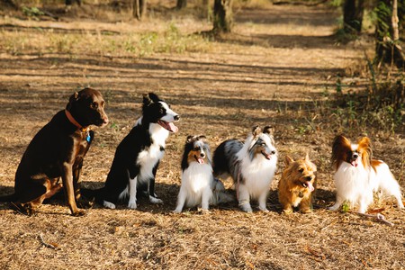 Perros Montana Excursion Grupo