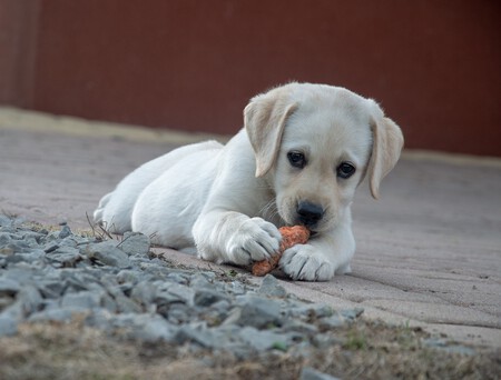 Alimentacion Perros