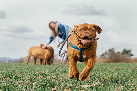Construir Llamada Con Tu Perro