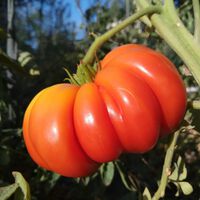 Se sua grande preocupação é ficar sem tomates com gosto de alguma coisa, a ciência tem boas notícias para você 
