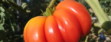 Se sua grande preocupação é ficar sem tomates com gosto de alguma coisa, a ciência tem boas notícias para você 
