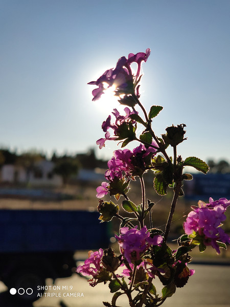 Fotografía con el Xiaomi Mi 9