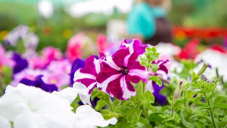 Petunias