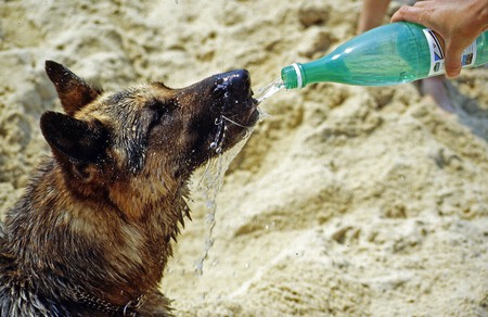 No es buena idea sacar a pasear a tu perro en verano a 35 grados