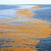 Existe un mar en el planeta que no toca tierra. Esto es porque no tiene costa 