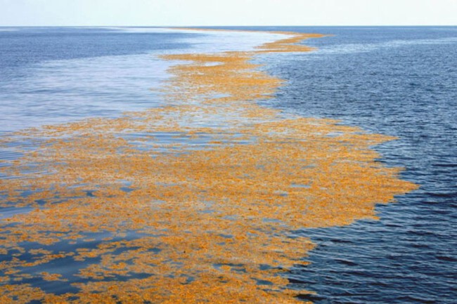 Mar De Sargazo