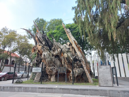 Frente Del Arbol De La Noche Victoriosa