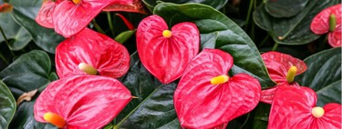 Así se cuida el anturio, la planta de hojas brillantes más popular porque florece todo el año