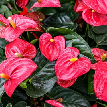 Así se cuida el anturio, la planta de hojas brillantes más popular porque florece todo el año