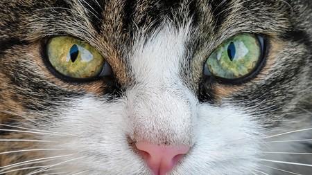 Los gatos se domesticaron a sí mismos