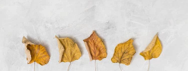 Hojas amarillas de tus plantas: por qué pasa y qué hacer 
