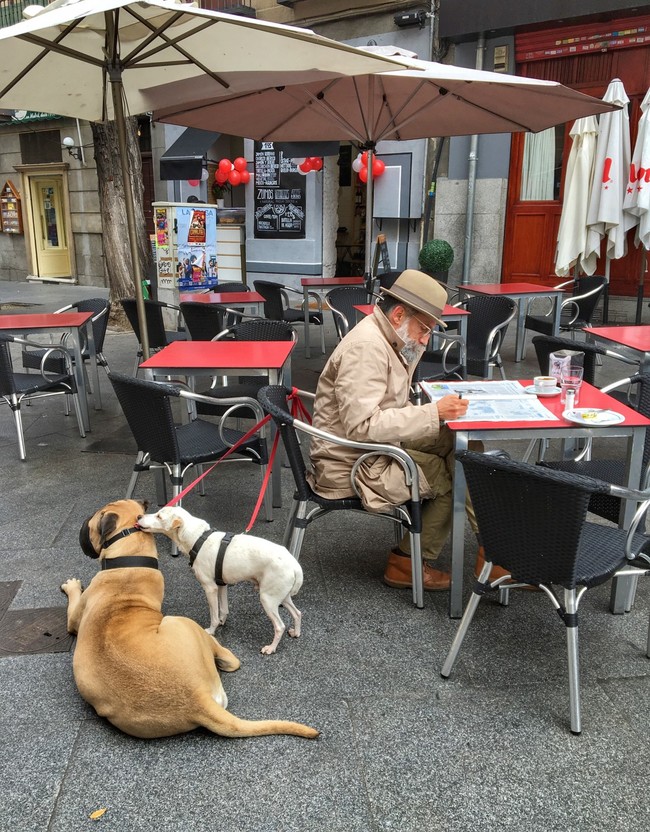 Madrid Dogs Morning In The City Newspaper Pensioner Stroll Grandpa However 1185991