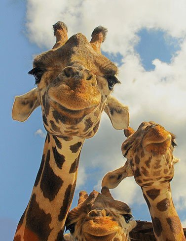 Manchas de girafa