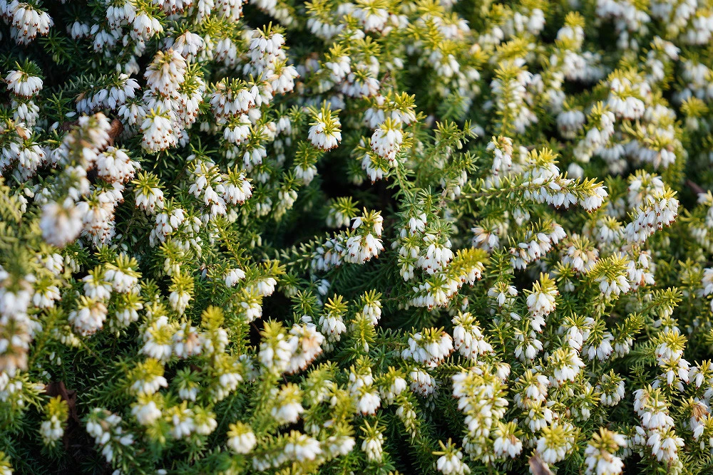 Foto de Sony A7 III - Muestras toma de contacto (2/17)