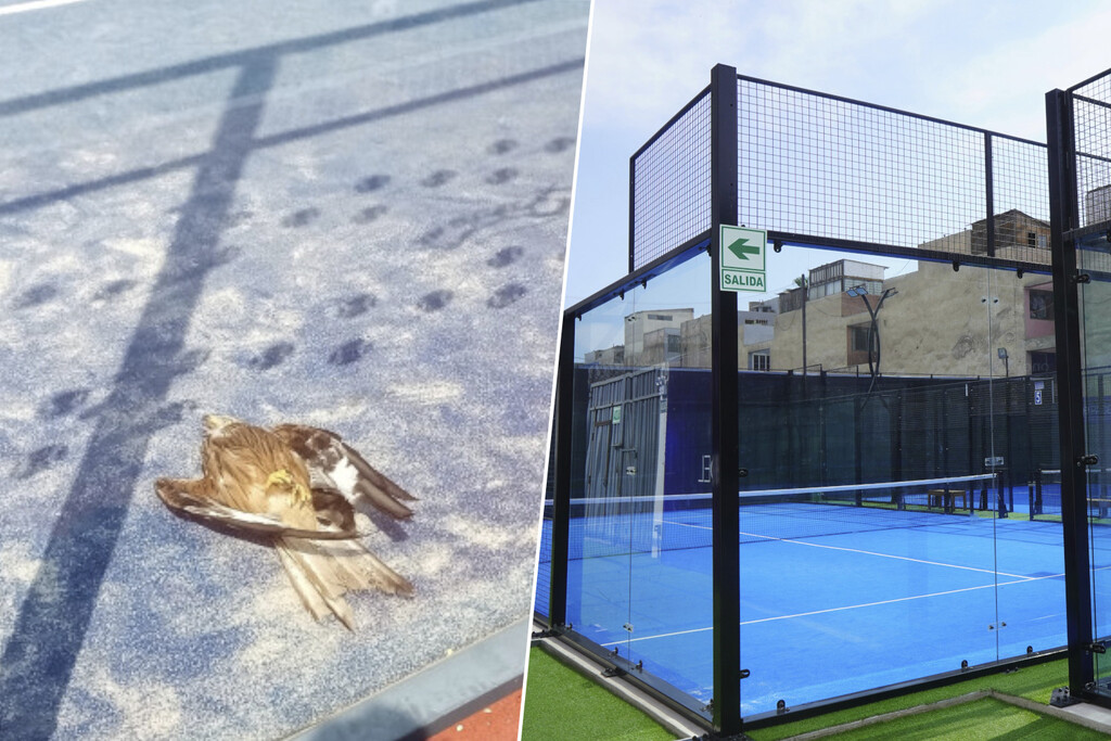 La fiebre por el pádel está teniendo un efecto inesperado en España: miles y miles de pájaros muertos