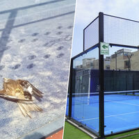 España se ha obsesionado con el pádel. Centenares de miles de pájaros están muriendo en consecuencia