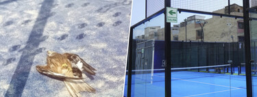 España se ha obsesionado con el pádel. Centenares de miles de pájaros están muriendo en consecuencia