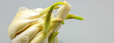 Un ajo germinado no se tira, es una joya oculta: los brotes verdes son más aromáticos, frescos y saben mejor 