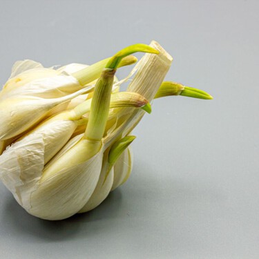 Un ajo germinado no se tira, es una joya oculta: los brotes verdes son más aromáticos, frescos y saben mejor 