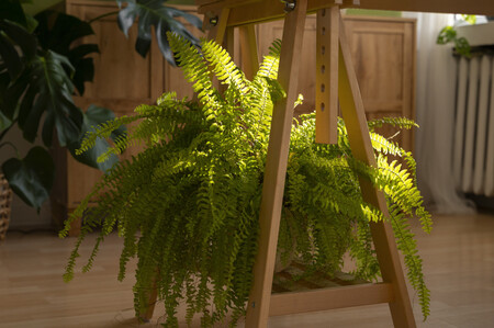 Plantas De Interior En El Estudio 1
