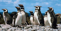 Vigilia de los pingüinos en directo