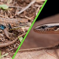 México tiene dos nuevas especies de lagartijas, biólogos de la UNAM revelan que una de ellas está en peligro de extinción