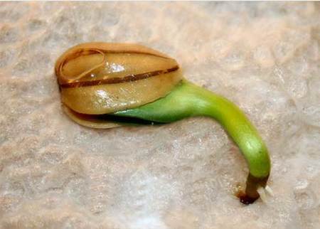 Los beneficios de los alimentos germinados