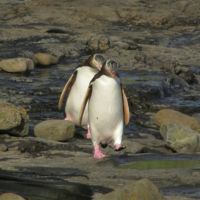 Pingüinos saltando coníferas de 180 millones de años: el bosque petrificado de Curio Bay, Nueva Zelanda