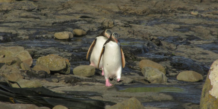Pingüinos saltando coníferas de 180 millones de años: el bosque petrificado de Curio Bay, Nueva Zelanda