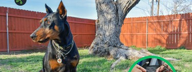 Fallo de la Corte Constitucional volvió ilegales en Colombia estos procedimientos estéticos en las mascotas 