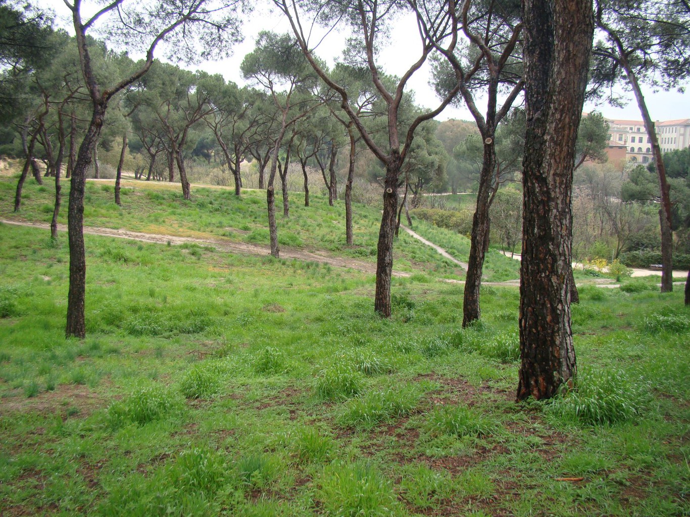 Camino de tierra entre árboles en la Dehesa de la Villa, bosque sin jardinería artificial en Madrid