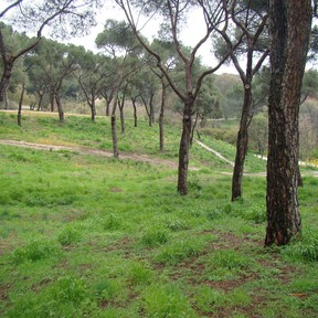 Este desconocido parque es el único bosque de Madrid. Una joya sin turistas para desconectar en la naturaleza 