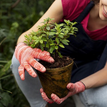Tres plantas perennes para dar vida al jardín o a la terraza en otoño