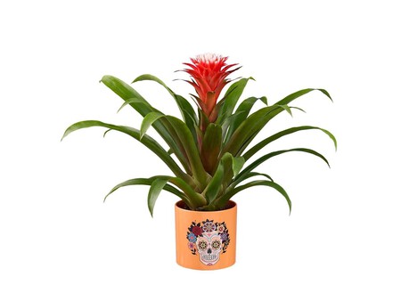 Cala Y Guzmania Halloween