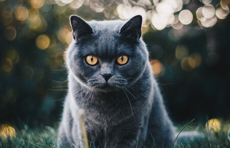 Gato British Shorthair1