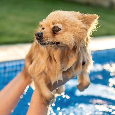 ¿Puede mi perro acceder a la piscina comunitaria? Esto es lo que dice la Ley de Propiedad Horizontal 