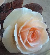 Flores de chocolate