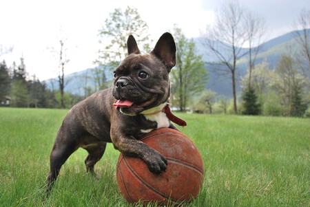 Bulldog Frances Portada 2